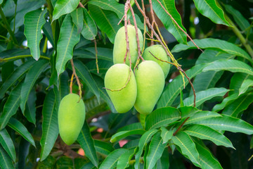 Green mangoes on tree with green leaves. Selective focus.