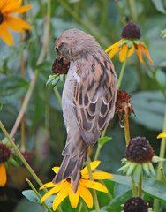 petit moineau