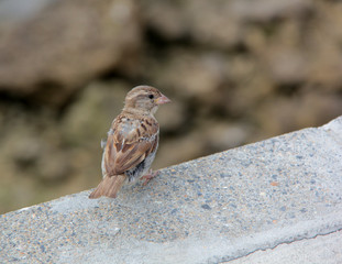 curieux moineau
