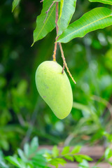 Green mangoes on tree with green leaves. Selective focus.