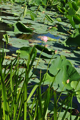 Beautiful lotus flower in the lake