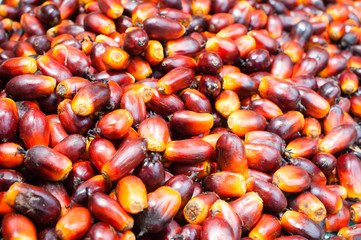Palm Oil Fruits