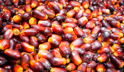 Palm Oil Fruits