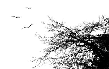 bird flying around a tree branch, vector