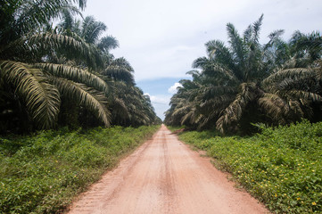 Obraz premium Palm Plantation