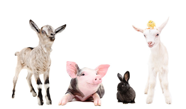 Group of funny farm animals together isolated on white background