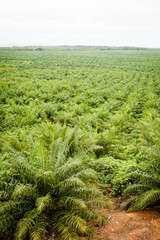 Palm Plantation