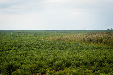 Fototapeta na wymiar Palm Plantation