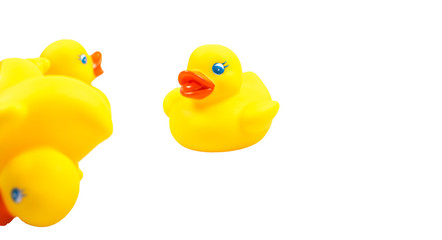 Yellow toy ducks with orange beaks seen from above while swimming, white background.  
