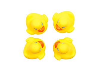 Four yellow toy ducks with orange beaks seen from above while swimming, white background.  