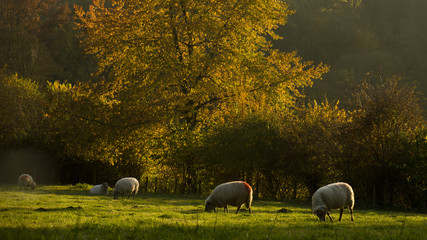 Herfst in zuid-limburg