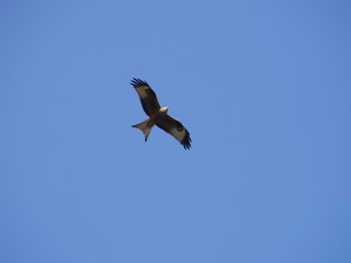 Raubvogel am Himmel