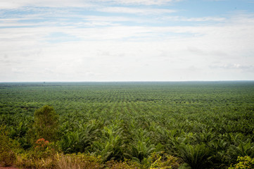 Fototapeta na wymiar Palm Plantation