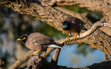 Asian Myna Bird