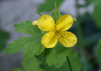 Schöllkraut (Chelidonium majus), Blüten