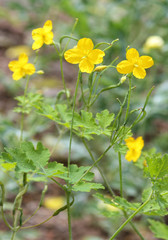 Obraz premium Schöllkraut (Chelidonium majus), Blüten