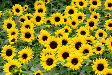 Sonnenblumen-Feld (Helianthus annuus) blüht, 