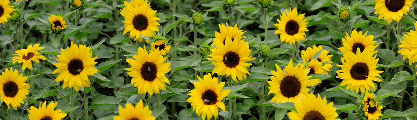 Sonnenblumen-Feld (Helianthus annuus) blüht, Panoramaaufnahme