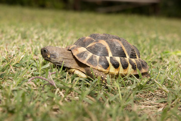 a Forests turtle walking on a green grass