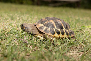 a Forests turtle walking on a green grass