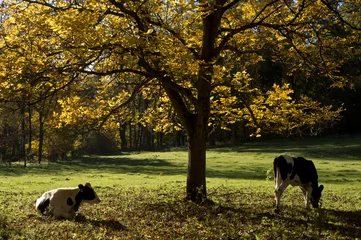 Foto auf Alu-Dibond Koeien in weiland tijdens de herfst in Zuid-Limburg © twanwiermans