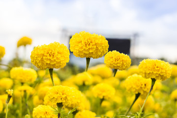 Obraz premium Marigold garden