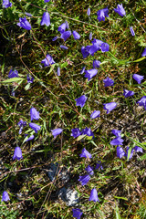 Blue bell flowers on a mountain meadow