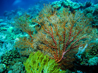 Coral reefs in the Komodo National Park. Under the water.