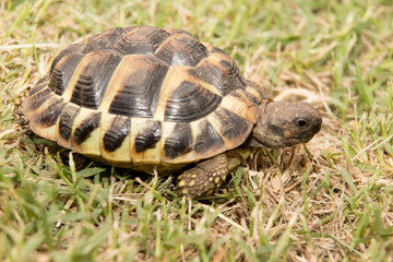 Testudo hermanni typical Mediterranean turtle walked on earth