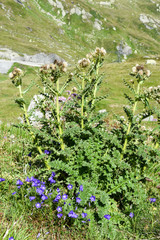 Flowers at Gotthard pass