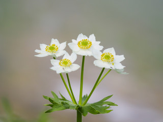 ハクサンイチゲ(Anemone narcissiflora)