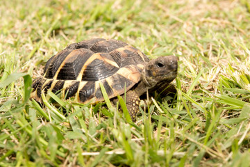 turtle in green grass moves slowly