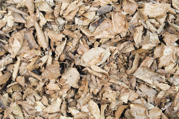 Dry leaves in a beech forest of the Irati Forest