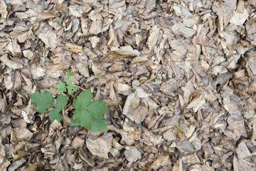 Dry leaves in a beech forest of the Irati Forest