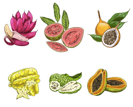 Exotic fruits, hand drawn vector illustration