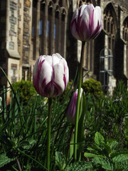 Kwiaty - Tulipany