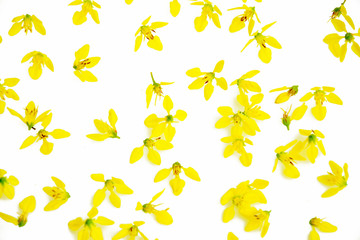 Petal of beautiful flower on white background