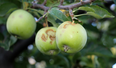 ripe apples before harvesting damaged by hail stones