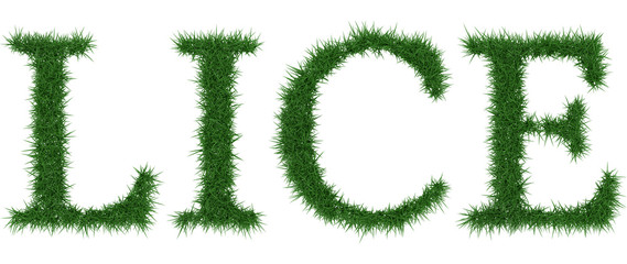 Lice - 3D rendering fresh Grass letters isolated on whhite background.