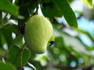 fresh mango on mango tree ubder sunshine.