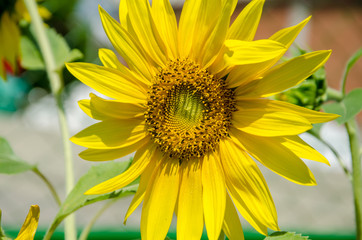 Beautiful sunflower