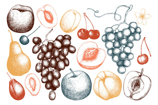 Vector collection of hand drawn fruits and berries illustration 