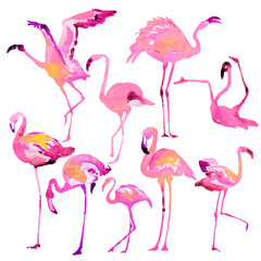 Beautiful watercolor flamingos, isolated on a white. Big set.