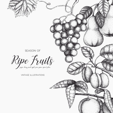 Vintage card design with hand drawn fruit and berries illustration 
