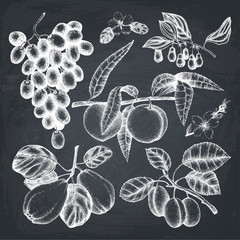 Vector collection of hand drawn fruits and berries illustration on chalkboard
