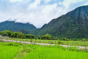 Fototapeta na wymiar rice field in Vang Vieng Lao