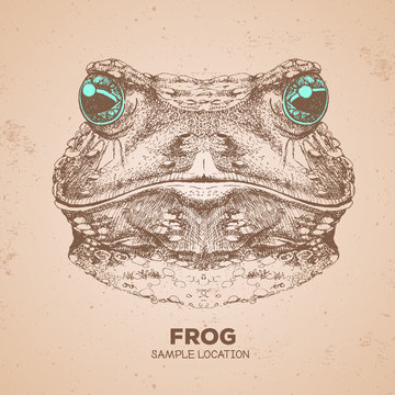 Hipster animal frog. Hand drawing Muzzle of frog