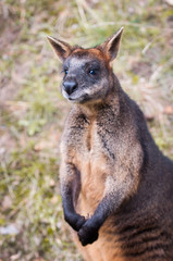 Naklejka na ściany i meble brown Kangaroo close up