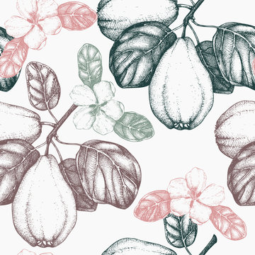 Vector quince tree vintage background
