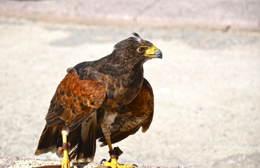 brown eagle